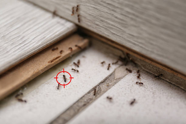 Best Bed Bug Extermination  in Mount Union, PA